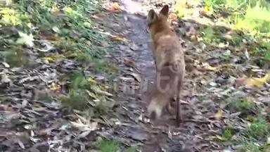 红狐狸在森林边的路上奔跑