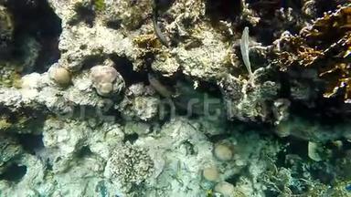 五颜六色的水下石礁与珊瑚