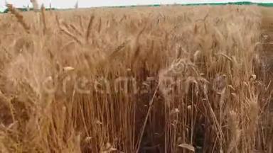 麦田。 一阵阵金色的麦穗将慢动作视频定格. 农业生活方式