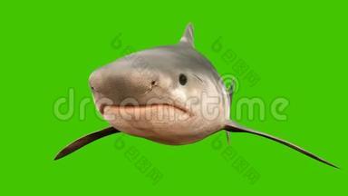 一条鲨鱼在水里游来游去，张开的大嘴里满是锋利的危险牙齿。 带有绿色屏幕的三维动画。