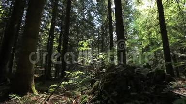 森林里的蕨类植物和树桩