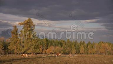 一头白棕色的牛在秋野上放牧，背景是黑云天下的山脉