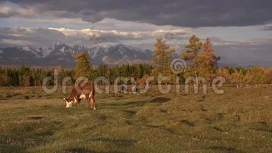 一头白棕色的牛在秋野上放牧，背景是<strong>黑云</strong>天下的山脉