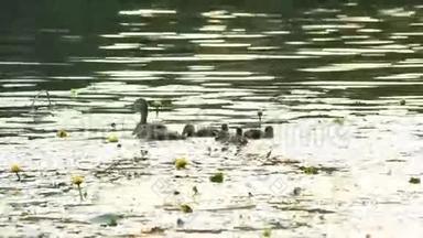 小鸭子和小鸭子一起游泳，池塘里有黄色的睡莲