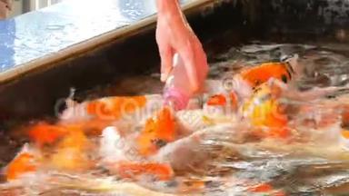 有趣的红色日本鲤鱼在池塘里游泳，用奶嘴从瓶子里喂鱼