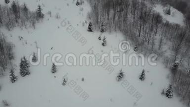 降在树间的滑雪板的空中射击。 白色粉末以上的鸟眼观雪冬极限运动
