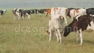 在俄罗斯村庄的一片草地上放牧荷斯坦奶牛.