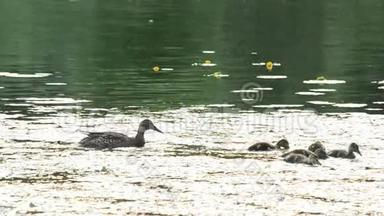 鸭妈妈带着一群<strong>小鸭</strong>子在池塘里