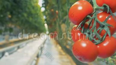 新<strong>鲜</strong>的<strong>西红柿</strong>在植物上，靠近。