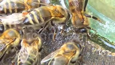 靠近蜜蜂吸水。