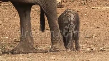 非洲灌木丛象-非洲小象和它的母亲一起喝、吸奶、走路和吃树叶