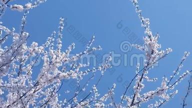 在天空背景下有白色小花的树枝。