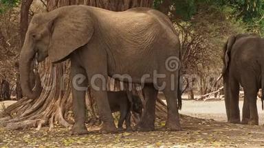 非洲小布什大象-非洲小象和它的母亲，喝，吸奶，散步，吃树叶