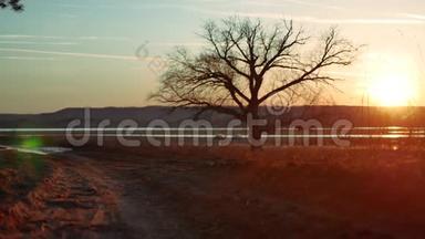 金色夕阳下的独孤树。 大自然道路上孤独的树的剪影，夕阳的生活方式，美丽的