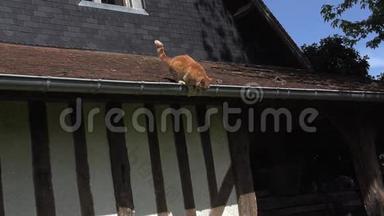 从诺曼底屋顶跳出来的红塔比家猫，