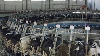 奶牛场里的旋转挤奶厅挤奶时的奶牛