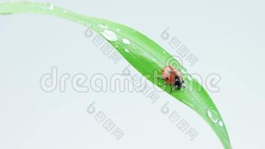 瓢虫坐在青草的绿叶上滴着水珠
