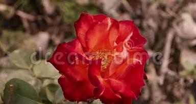 花园里的深粉色玫瑰。 阳光明媚的一天，玫瑰园里盛开的玫瑰。