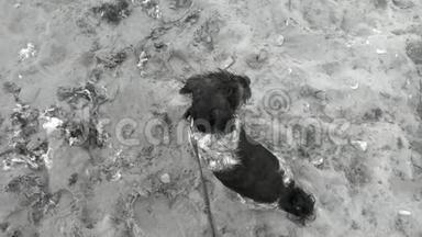 狗坐在海滩上<strong>颤抖</strong>。 哈瓦纳瑟因恐惧而失去和<strong>颤抖</strong>。