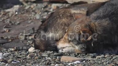 冰冻的无家可归的狗躺在地上。 一群冰冻的被遗弃的无家可归的狗互相温暖。 这就是
