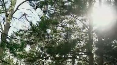 阳光冲破森林中的松树