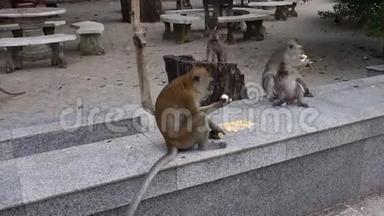 泰国克拉比省老虎洞寺的猴子打架和吃玉米和香蕉