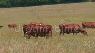 草地上放牧的牛群