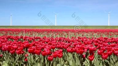 荷兰的风车和郁金香领域的奇妙景观。 全高清视频（高清晰度）。