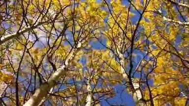 树叶风吹秋天自然景象落色