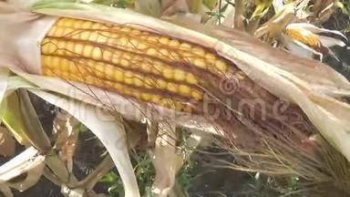 玉米芯上的熟玉米在栽培的农业玉米地准备收获采摘。