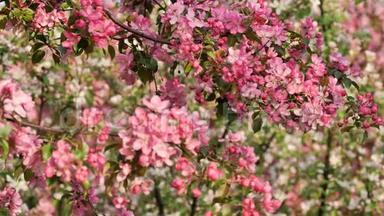 粉红苹果树开春园