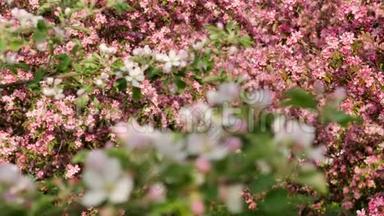 粉红苹果树开春园