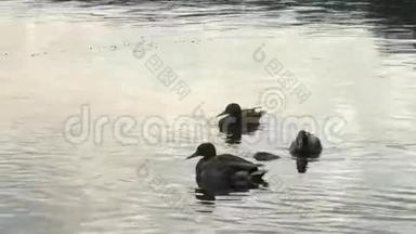 野鸭在水里游泳。 湖上的鸭子剪影。