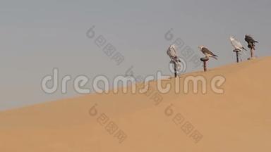 迪拜沙漠里的猎鹰