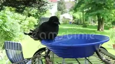 一只戴着头巾的小乌鸦在花园里喝水