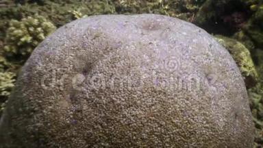 菲律宾野生动物海洋中球体形式的珊瑚。
