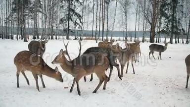 鸡鹿的食物等着。 鹿从森林里出来吃东西。 可爱的鹿在冬天以生物站为食