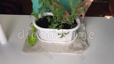 女孩移植薄荷。 从一个花盆到另一个花盆。 从塑料袋中加入新的土壤到锅中。