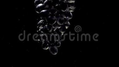 蓝葡萄在黑色背景上落入透明水中的枝