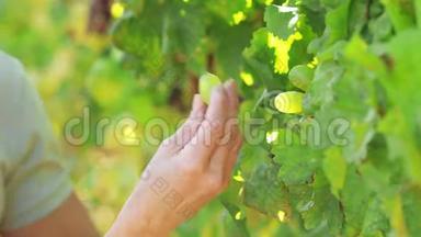 双手采摘绿色葡萄.