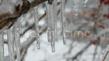 <strong>初春</strong>树枝上融化的滴水冰柱宏观特写。透明美丽的冰柱融化