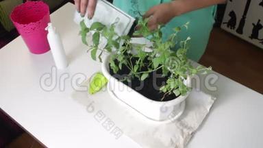 女孩把薄荷从一个花盆移植到另一个花盆。 从塑料袋中加入新的土壤到锅中。