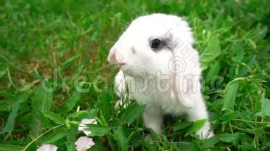 草地上的兔子，小白兔，小白兔，慢动作