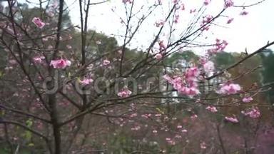 清晨的樱花慢动，粉红的日本樱花迎着阳光的天空