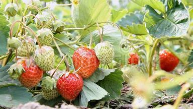 草莓在花园里成熟。 枝上成熟的未成熟的红色浆果。