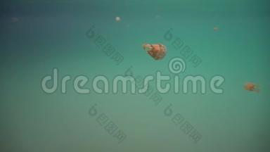 水中的大水母.. 布卡斯格兰德岛，索霍顿湾。 菲律宾。