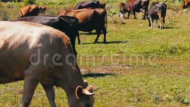许多牛在草地上吃草，在<strong>炎热的夏天</strong>吃草