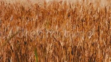金色的麦子在田野里随风摇摆