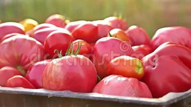 美味的红色西红柿。 一堆西红柿。 夏季托盘市场农业农场充满有机西红柿。 新鲜番茄