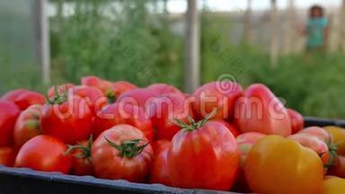 美味的红色<strong>西红柿</strong>。 一堆<strong>西红柿</strong>。 夏季托盘市场农业农场充满有机<strong>西红柿</strong>。 新鲜番茄